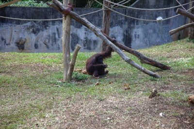 Melaka zoo