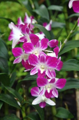 Singapore orchid garden