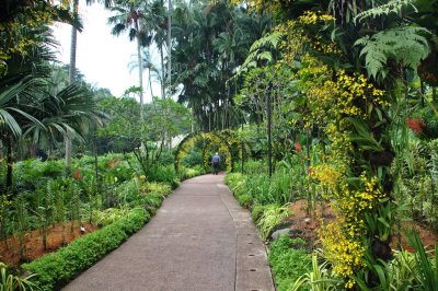 Singapore orchid garden