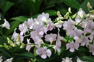 Singapore orchid garden