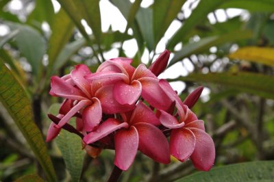 Singapore orchid garden