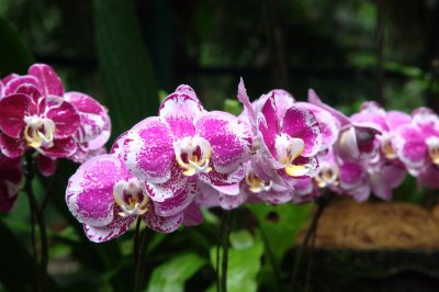 Singapore orchid garden