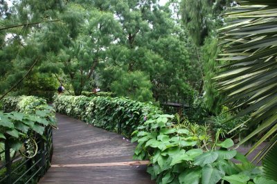 Singapore orchid garden