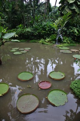 Singapore ginger garden