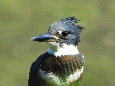 Belted Kingfisher