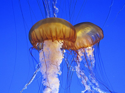 Monterrey Bay Aquarium