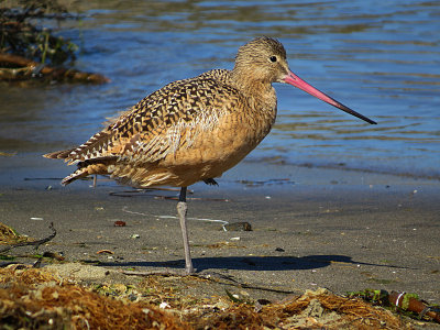 Marbled Godwit