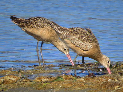 Marbled Godwits