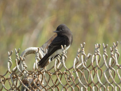 Black Phoebe