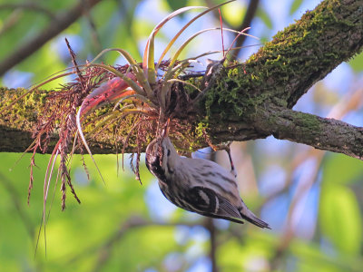 Birds of SW FL 2014