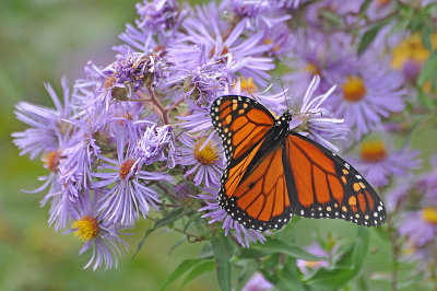 Monarch on New England Asters