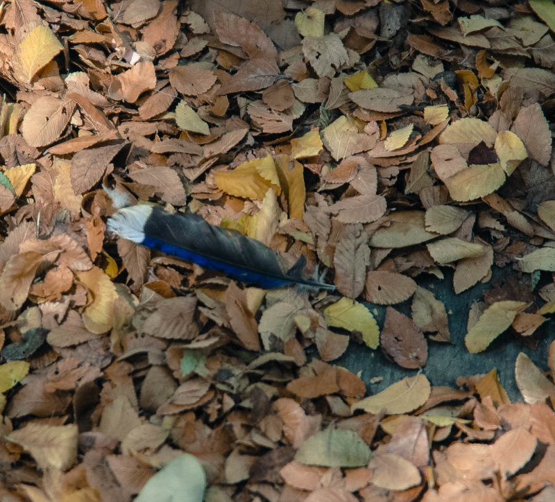 Feather