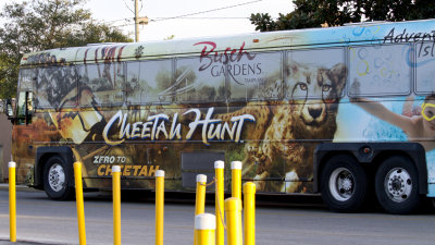Busch Gardens & Cheetahs