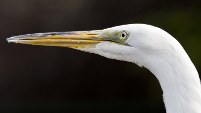 IMG_6967.jpg