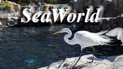Photos from SeaWorld
