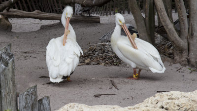 IMG_2455.jpg