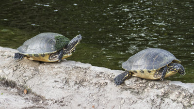 Photos from Busch gardens