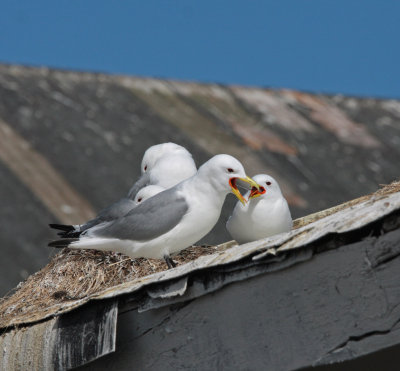 Birds of the Varanger Peninsula, Norway           
