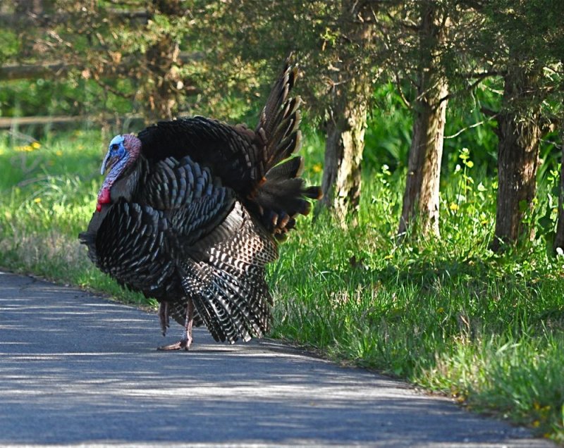 Doing the Turkey Trot