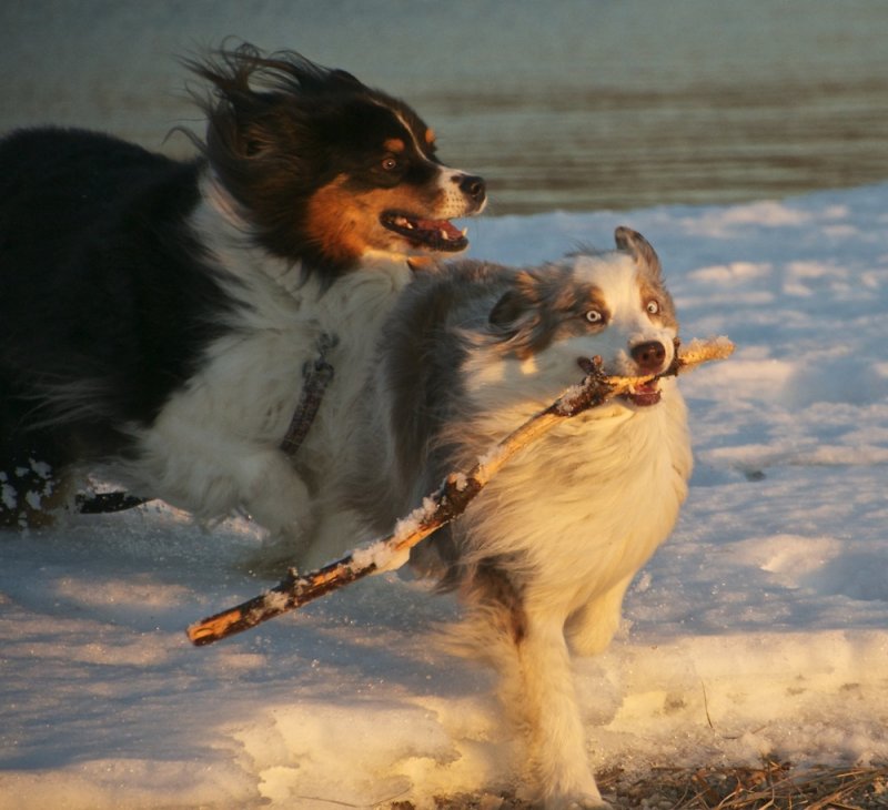 Stick Patrol