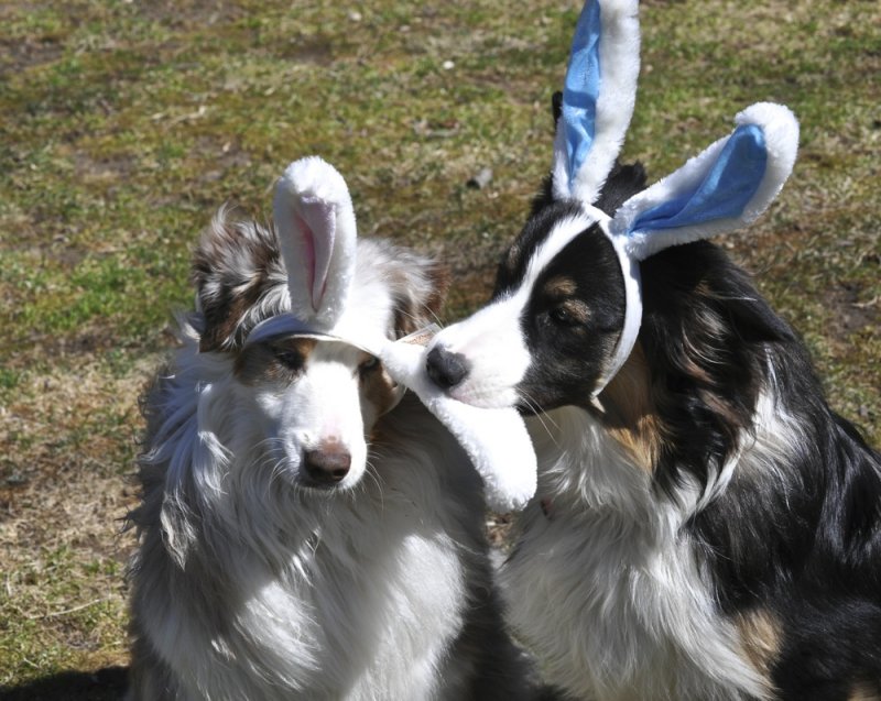Goodbye Ears, Happy Easter to All