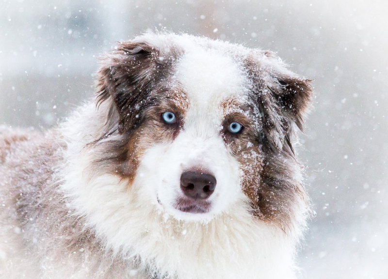 Snow Dog