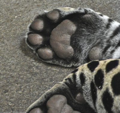 Leopard Paws
