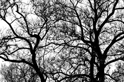 Random Lines in Trees