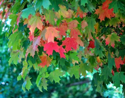 If Leaves Can Change Colors, Can't Politicians?