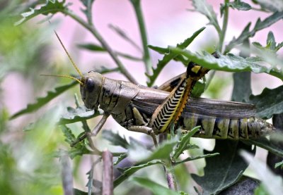 A Grasshopper in DC  