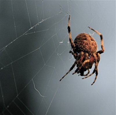 The Itsy Bitsy Spider