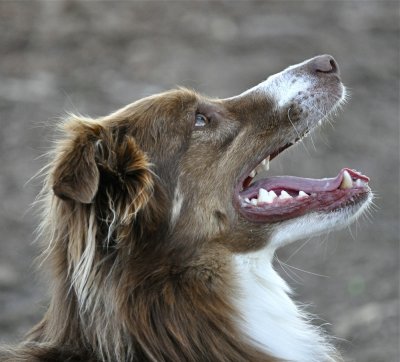 Hans In Profile