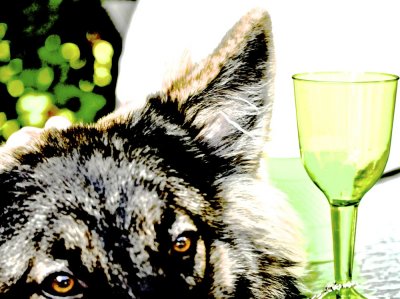 The Curious Case of the Dog and the Wine Glass