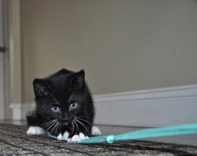 A Little Kitten