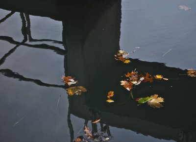 Leaves Floating Through a Reflection