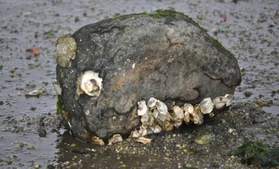 Dinosaur Head Found At Local Beach