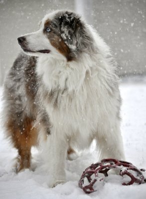 Watching Snowflakes Fall