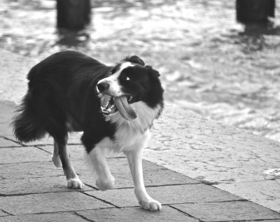A Venice Border Collie Herding His Owner