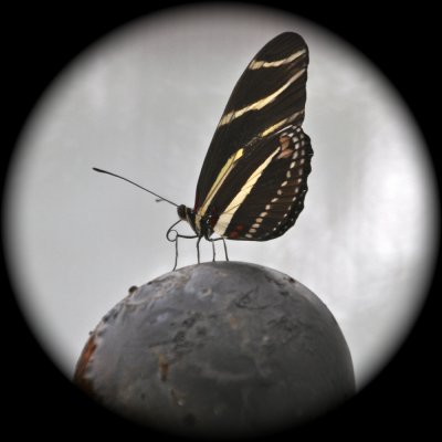Giant Butterfly Discovered Sitting on Top of the World