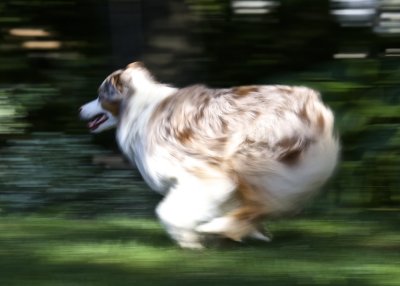 Run Della Run