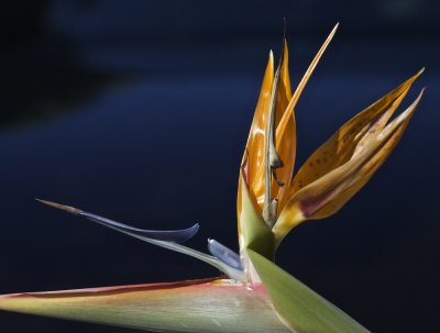 Up Close and Personal With a Bird of Paradise