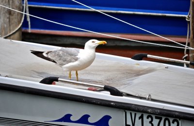 A Thirsty Seagull in Colorful Burano