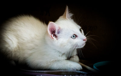 The Little White Kitten