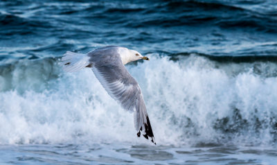 Flying By The Waves
