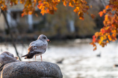 A Seagull Celerbrating Autumn