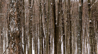 Lines in the Winter Woods