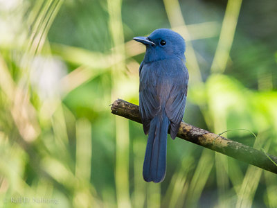 Blue Paradise Flycatcher