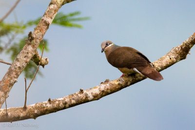 White-eared Brown Dove (Phapitreron leucotis)