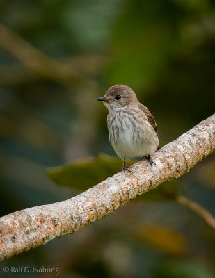 Grey-streaked Flycatcher (Muscicapa griseisticta)