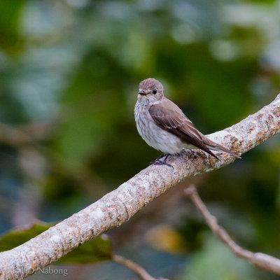 Grey-streaked Flycatcher (Muscicapa griseisticta)